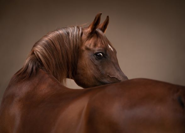 'Alfayiz’ (='winnaar') Krystl Gucci
